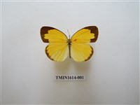 藏品(島嶼黃蝶)的圖片